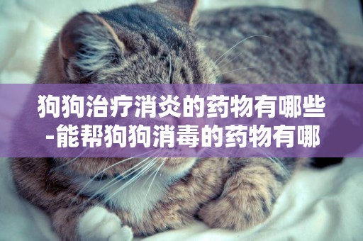 狗狗治療消炎的藥物有哪些-能幫狗狗消毒的藥物有哪些