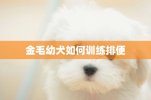 金毛幼犬如何訓練排便