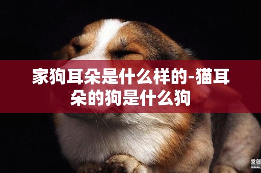 家狗耳朵是什么樣的-貓耳朵的狗是什么狗