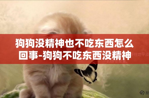狗狗沒精神也不吃東西怎么回事-狗狗不吃東西沒精神