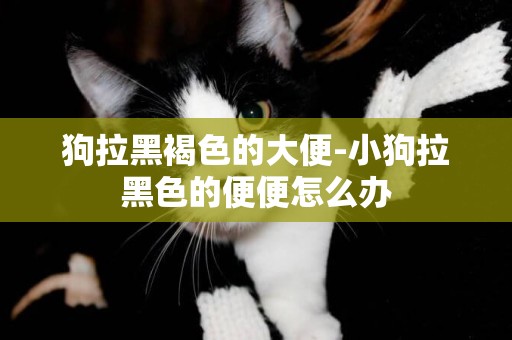 狗拉黑褐色的大便-小狗拉黑色的便便怎么辦