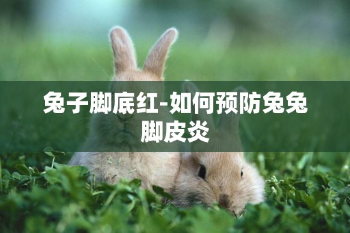 兔子腳底紅-如何預防兔兔腳皮炎