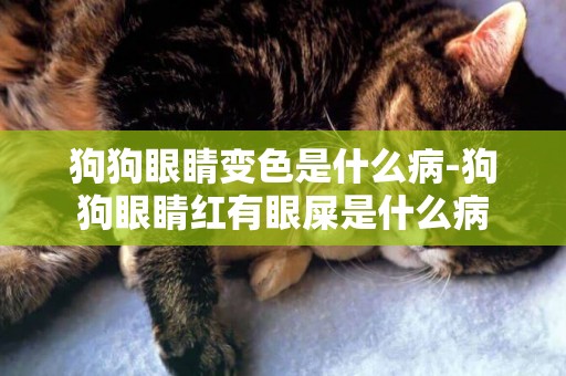 狗狗眼睛變色是什么病-狗狗眼睛紅有眼屎是什么病