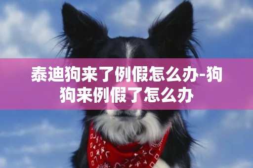 泰迪狗來了例假怎么辦-狗狗來例假了怎么辦