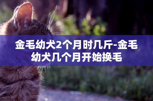 金毛幼犬2個月時幾斤-金毛幼犬幾個月開始換毛