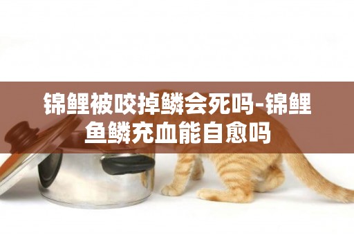 錦鯉被咬掉鱗會死嗎-錦鯉魚鱗充血能自愈嗎