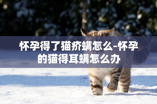 懷孕得了貓疥螨怎么-懷孕的貓得耳螨怎么辦