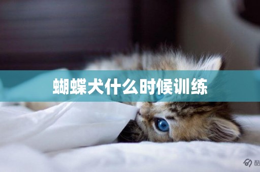 蝴蝶犬什么時候訓練