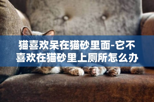 貓喜歡呆在貓砂里面-它不喜歡在貓砂里上廁所怎么辦