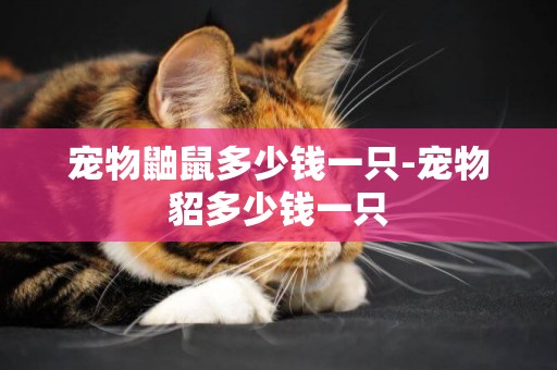 寵物鼬鼠多少錢一只-寵物貂多少錢一只