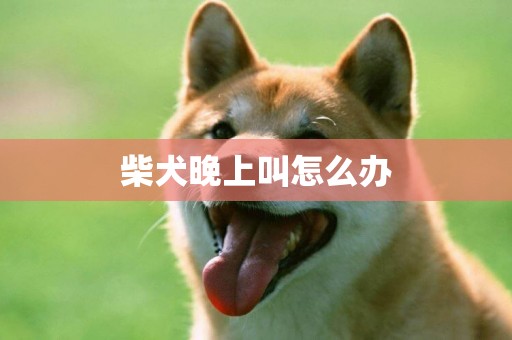 柴犬晚上叫怎么辦