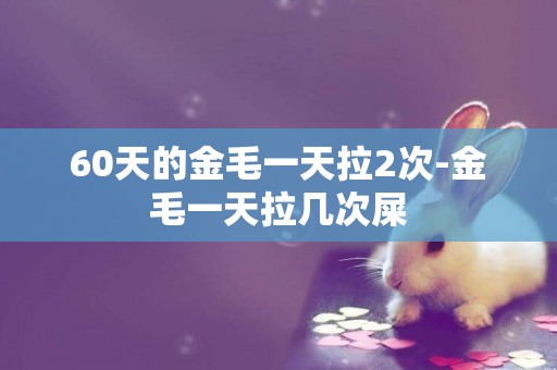 60天的金毛一天拉2次-金毛一天拉幾次屎