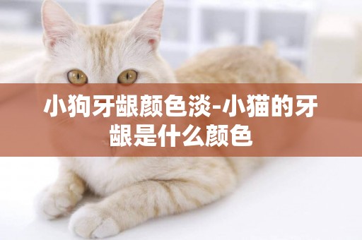 小狗牙齦顏色淡-小貓的牙齦是什么顏色