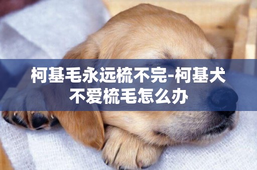 柯基毛永遠梳不完-柯基犬不愛梳毛怎么辦