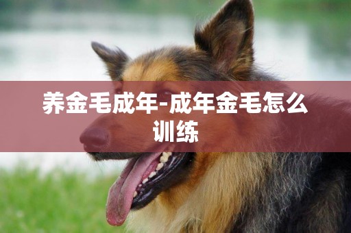養金毛成年-成年金毛怎么訓練