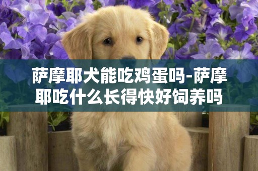 薩摩耶犬能吃雞蛋嗎-薩摩耶吃什么長得快好飼養嗎