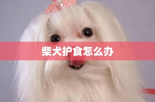 柴犬護食怎么辦