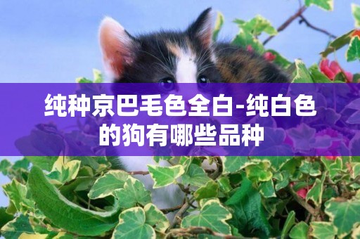 純種京巴毛色全白-純白色的狗有哪些品種