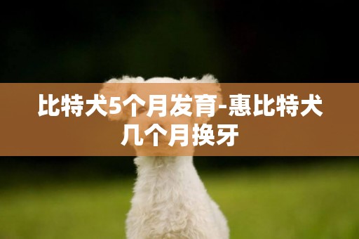 比特犬5個月發育-惠比特犬幾個月換牙