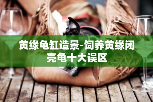黃緣龜缸造景-飼養黃緣閉殼龜十大誤區