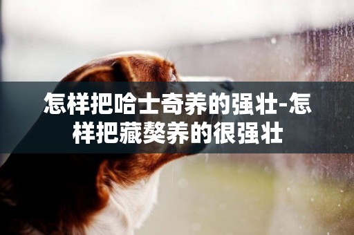 怎樣把哈士奇養的強壯-怎樣把藏獒養的很強壯
