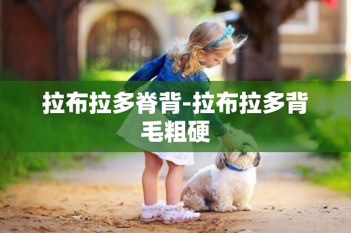 拉布拉多脊背-拉布拉多背毛粗硬