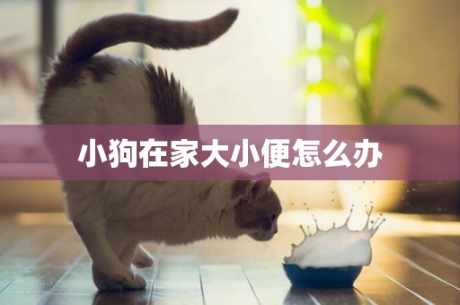 小狗在家大小便怎么辦