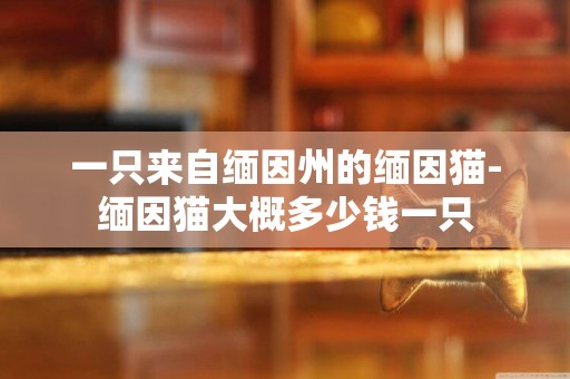 一只來自緬因州的緬因貓-緬因貓大概多少錢一只