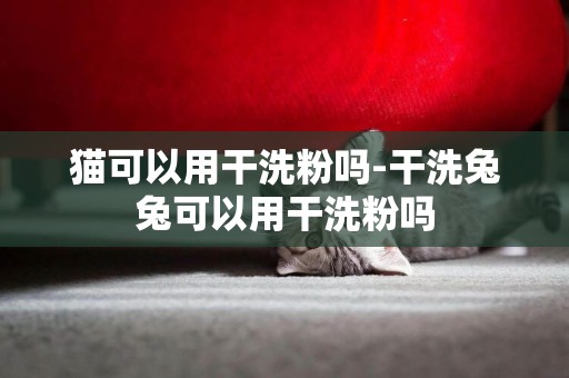 貓可以用干洗粉嗎-干洗兔兔可以用干洗粉嗎
