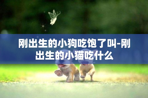 剛出生的小狗吃飽了叫-剛出生的小貓吃什么