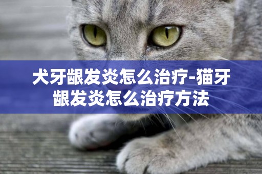 犬牙齦發炎怎么治療-貓牙齦發炎怎么治療方法
