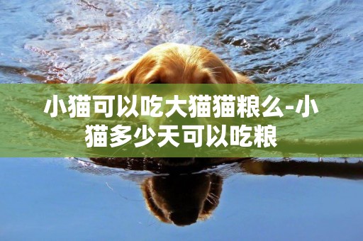 小貓可以吃大貓貓糧么-小貓多少天可以吃糧