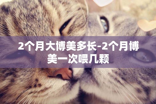 2個月大博美多長-2個月博美一次喂幾顆