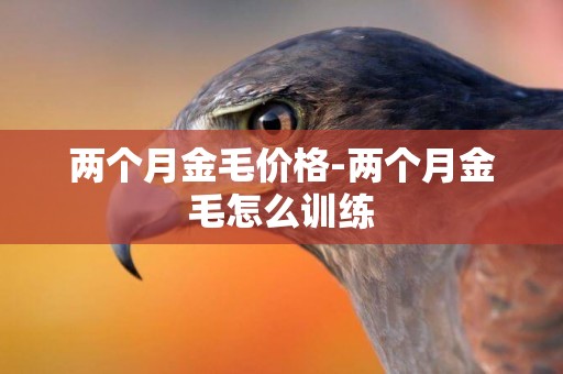 兩個月金毛價格-兩個月金毛怎么訓練