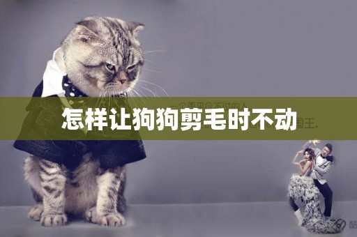 怎樣讓狗狗剪毛時不動