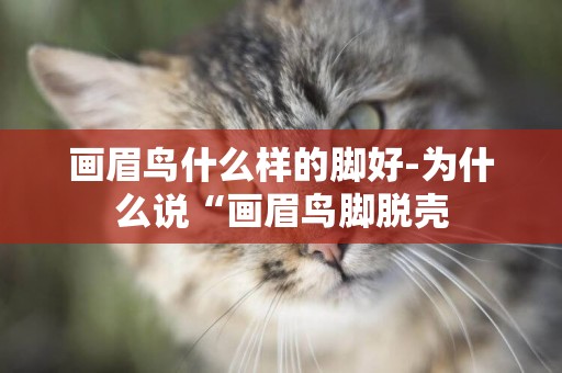 畫眉鳥什么樣的腳好-為什么說“畫眉鳥腳脫殼