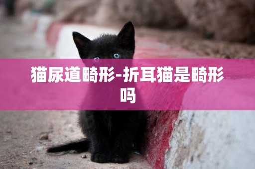 貓尿道畸形-折耳貓是畸形嗎