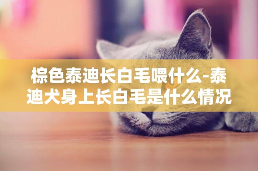 棕色泰迪長白毛喂什么-泰迪犬身上長白毛是什么情況