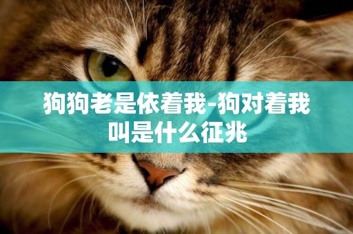 狗狗老是依著我-狗對著我叫是什么征兆