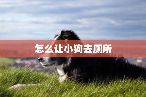 怎么讓小狗去廁所