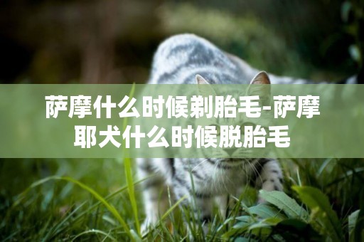 薩摩什么時候剃胎毛-薩摩耶犬什么時候脫胎毛