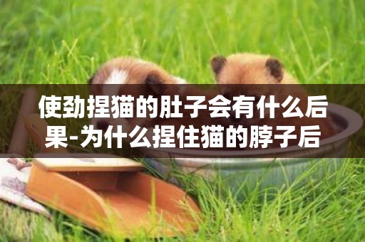 使勁捏貓的肚子會有什么后果-為什么捏住貓的脖子后方