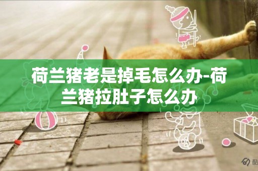 荷蘭豬老是掉毛怎么辦-荷蘭豬拉肚子怎么辦
