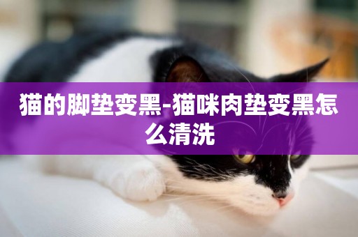 貓的腳墊變黑-貓咪肉墊變黑怎么清洗