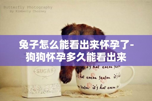 兔子怎么能看出來懷孕了-狗狗懷孕多久能看出來