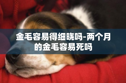 金毛容易得細曉嗎-兩個月的金毛容易死嗎