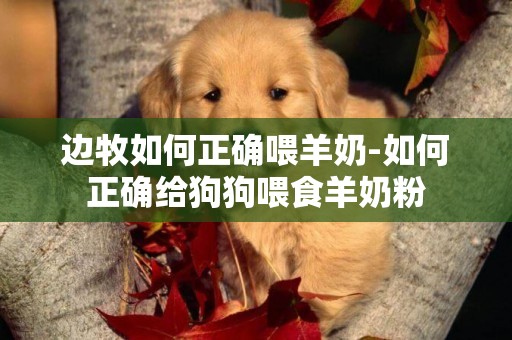 邊牧如何正確喂羊奶-如何正確給狗狗喂食羊奶粉