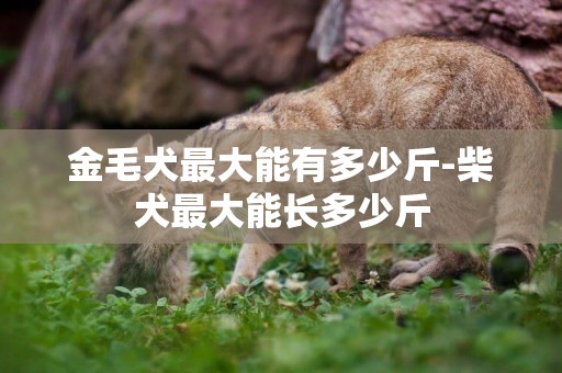 金毛犬最大能有多少斤-柴犬最大能長多少斤