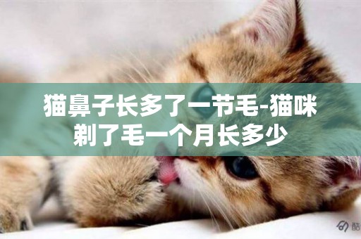 貓鼻子長多了一節毛-貓咪剃了毛一個月長多少