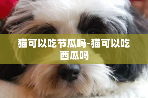 貓可以吃節瓜嗎-貓可以吃西瓜嗎